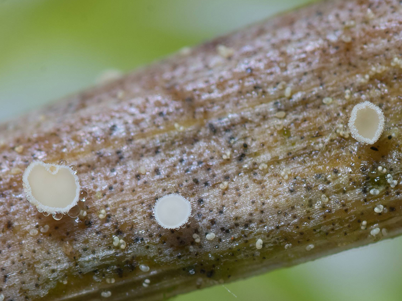 Lachnum tenuipilosum